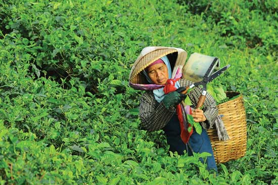 Coarse plucking of tea