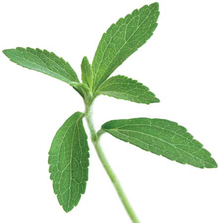 Stevia plant 