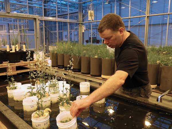 Wieger Wamelink harvests crops grown in simulated Mars soil.