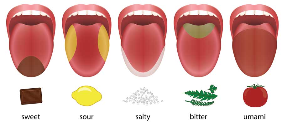The tongue map depicting the idea that different sections of the tongue contain the primary receptors for different tastes emerged in the 1940s. This map is no longer valid as researchers now believe that all taste receptors on the tongue are sensitive to all tastes. © PeterHermesFurian/iStock/Thinkstock