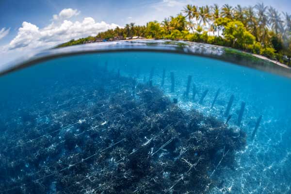 Seaweed garden