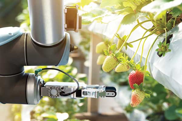 Robot picking strawberries