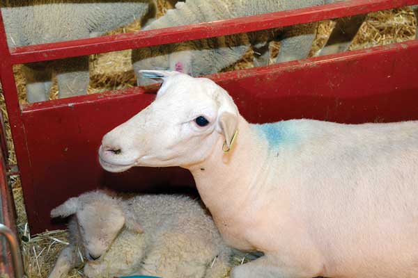 An ewe at the Utah State University farm facilities.