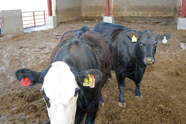 These cattle at the Utah State University farm facilities are pregnant with clones.