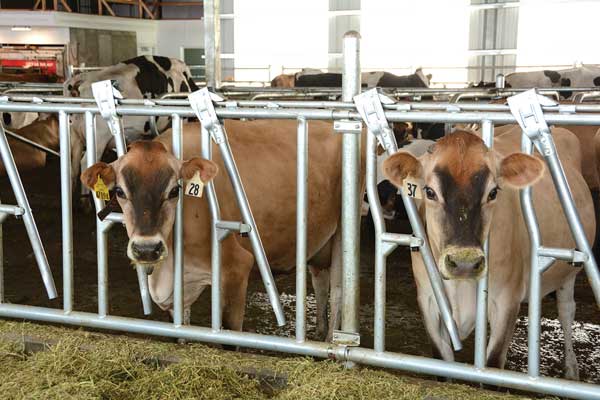 The cows in Utah State University’s robotic dairy barn decide for themselves when they want to be milked.