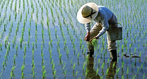 Rice growing