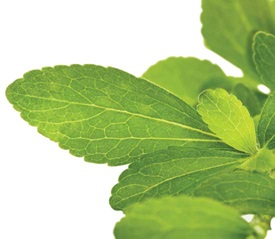 Stevia