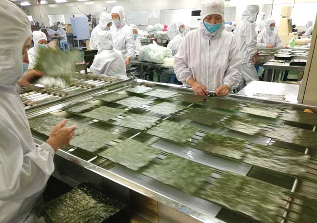 Broken pieces of nori are picked out during processing. 