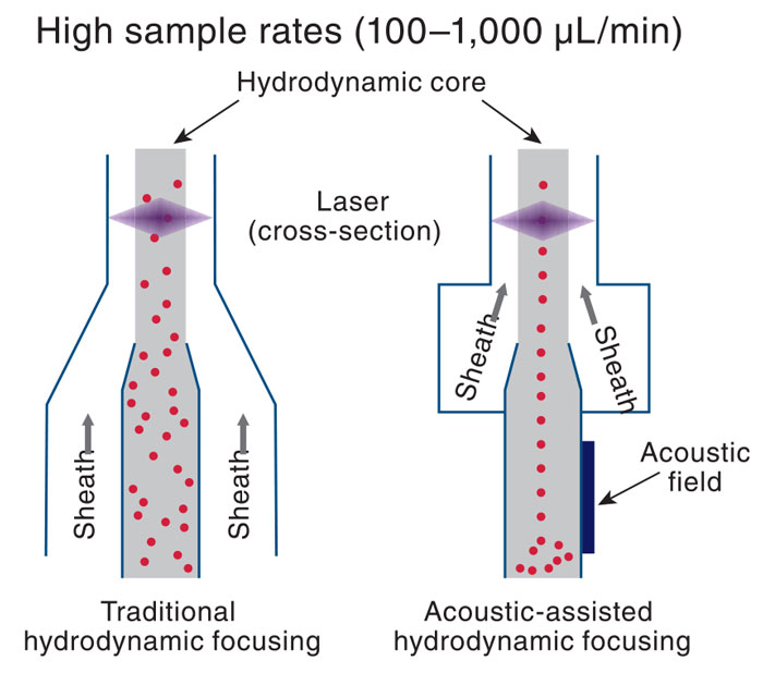 Acoustic-assisted hydrodynamic focusing used in Thermo Fisher Scientific’s Attune NxT flow cytometer applies sound waves to focus the cells into the center of the sample line so that the cells always pass through the focal point of the laser beam for interrogation. 