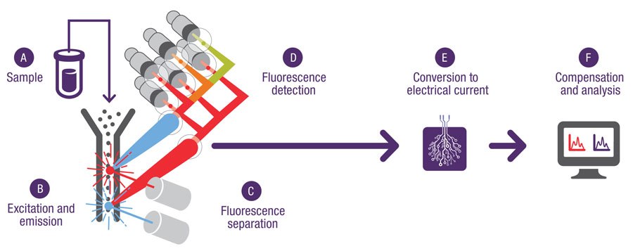 How a flow cytometer works. A sample enters the instrument, and hydrodynamic focusing directs the sample into a narrow stream to move one cell at a time into the optical system. As an individual cell passes through the interrogation point, a fluorophore-labeled cell is excited by a laser and emits a fluorescence signal that is guided by fluorescence separation. The emitted light is captured by detectors and converted to an electrical current by the detector and processed as data.