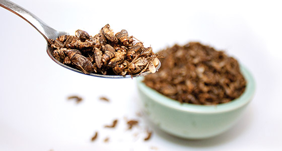 IFTNEXT Dissecting the Health Benefits of Edible Insects