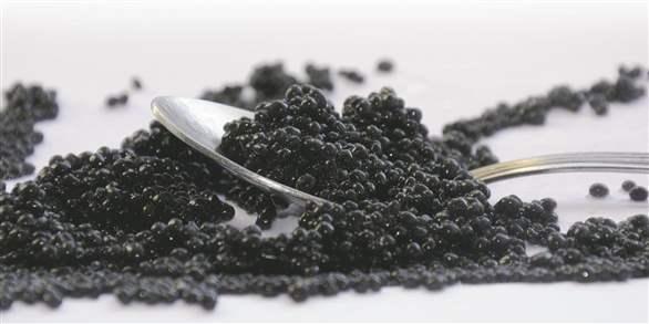 Processing: Black caviar on spoon