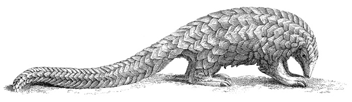 Pangolin - anteater