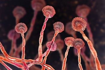 Aspergillus