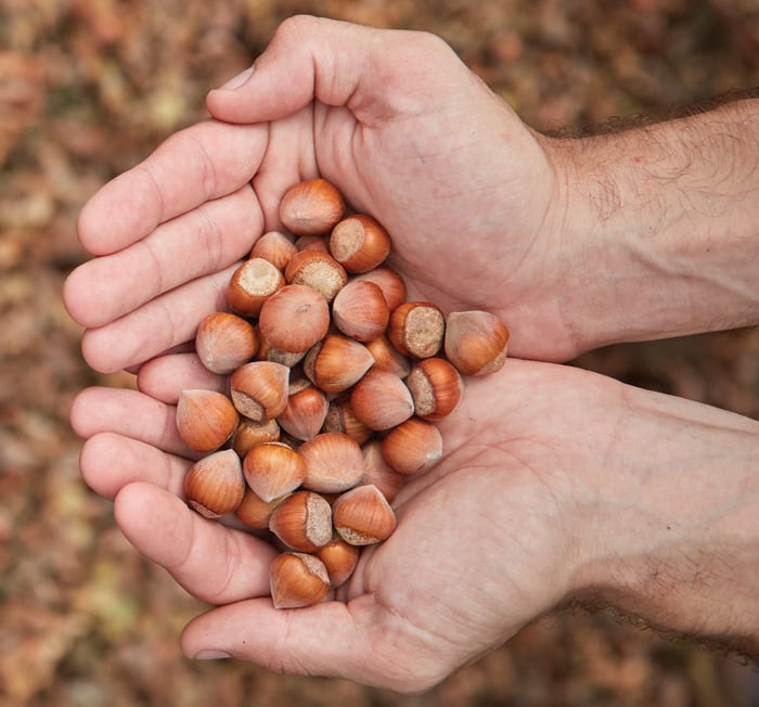 Olam Hazelnuts held in hands
