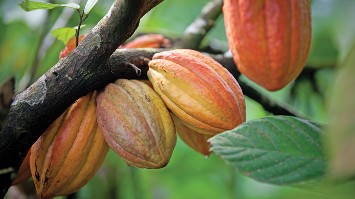 cacao fruit