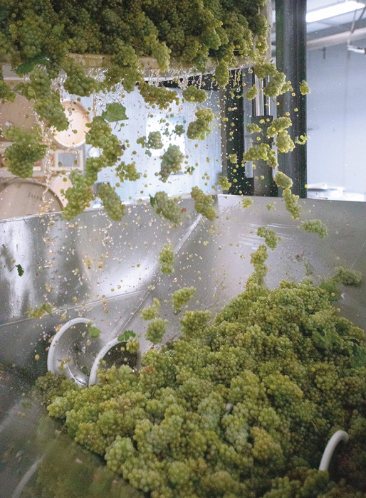 Low-intervention Riesling going to press