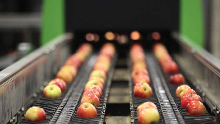 apples on production line