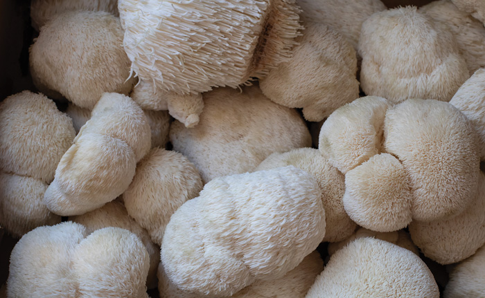 Lion's Mane Mushrooms