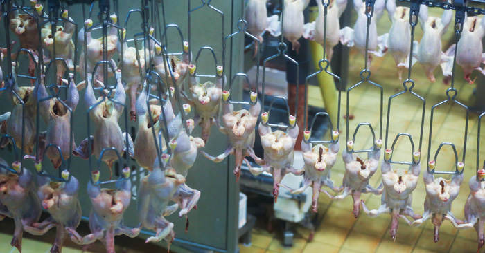 Processing Chicken
