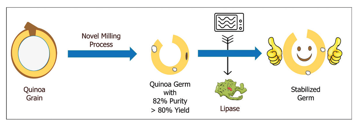 Processing and stabilization of quinoa germ.