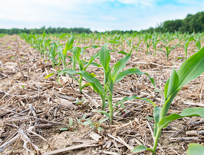 Corn growing in cereal rye cover crop residue