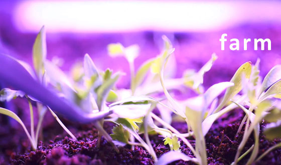 Moto Farm Microgreens