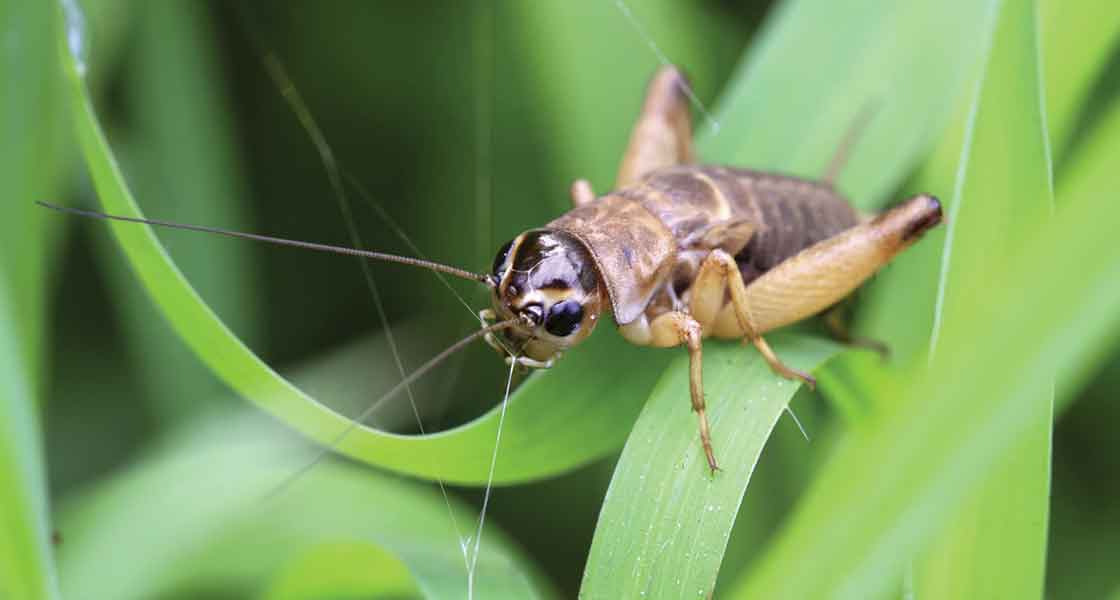 Cricket