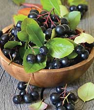 Aronia berries