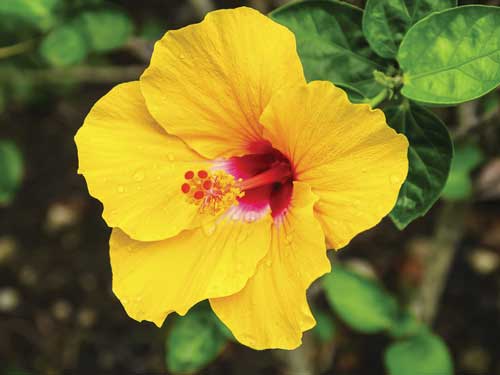 Hibiscus plant