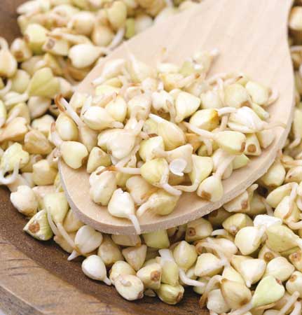 Germinating buckwheat seeds