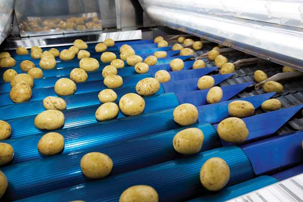 Potatoes on conveyor belt