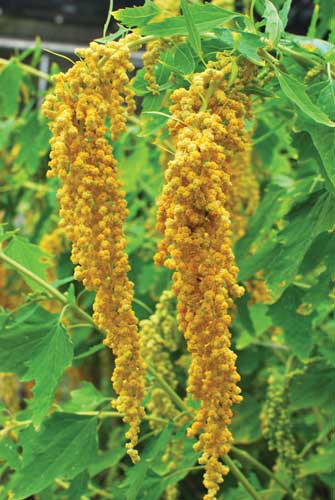 Quinoa plant