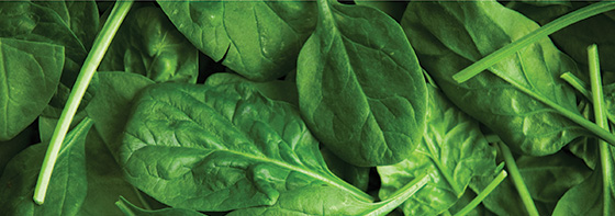 Local and Commercial Spinach