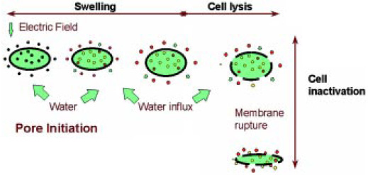 Fig. 1—Electroporation of cell membrane during pulsed electric field (PEF) processing