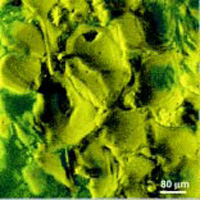 Fig. 3—Oil distribution in the crust of a fried potato chip. Three-dimensional reconstruction of confocal laser scanning microscopy images using the Imaris software. Note eggbox arrangement of oil around phantoms of cells. From Pedreschi et al. (1999)
