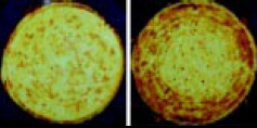 Fig. 2—Bottom surfaces of pizzas microwaved for 3 min on plain paperboard (left) and on susceptor (right)