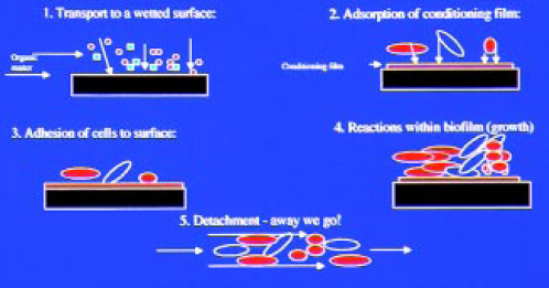 Fig. 1—Five stages involved in biofilm development, as suggested by Characklis and Cooksey (1983).