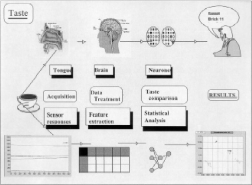 Fig. 2—Analogy between human sensory evaluation and the electronic tongue. Both need to be trained with a correctly selected sample set to ensure good recognition and reproducibility