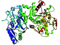 Fig. 1. Three-dimensional ribbon structure of the lactoferrin molecule. The N-terminus is the straight blue line between the blue coil and the green coil at lower left. The gray sphere just above the green coil is iron.