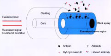 Fig. 2—Fiber-optic evanescent-wave immunosensor. From Golden et al.(1992)