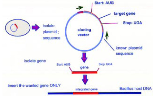 Fig. 2—From cloning vector to production strain.