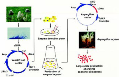 Fig. 3—Expression cloning.