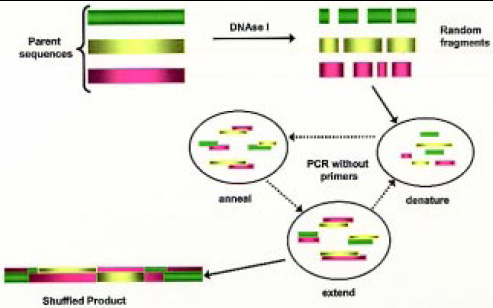 Fig. 4—DNA shuffling.