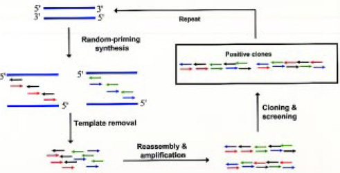 Fig. 5—Random-priming recombination (RPR).