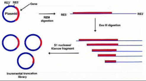 Fig. 6—Incremental truncation.