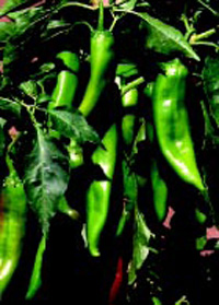 Some popular peppers: clockwise from top left, Ancho, Bell, Habanero Red Savina, New Mexico Joseph E. Parker, New Mexico Big Jim, Cayenne, and JalapeC1o.