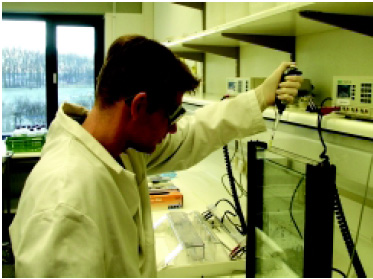 Fig. 1—Researcher loads polymerase-chain-reaction products obtained by the AFLP technique onto a polyacrylamide gel for separation by fragment length, generating a bar code identifying microorganisms of interest.