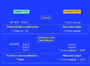 Fig.3—Potential health effects of diet modification on phenotypic expression of