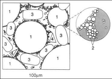 Fig. 1—Internal structure of ice cream: (1) air cells, (2) fat globules, some agglomerated and supporting the air cell structure, (3) ice crystals, (4) lactose crystals, seldom found in ice cream. Colloidal casein and gums are suspended in the continuous phase.